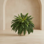 Lush Boston Fern - TidyPlant