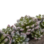 Lush Succulent Garden - TidyPlant