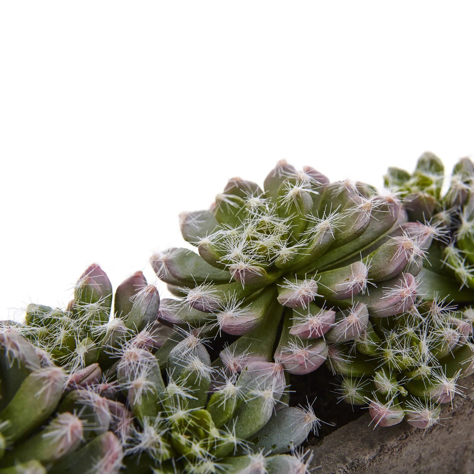 Lush Succulent Garden - TidyPlant