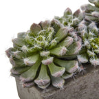 Lush Succulent Garden - TidyPlant