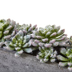 Lush Succulent Garden - TidyPlant