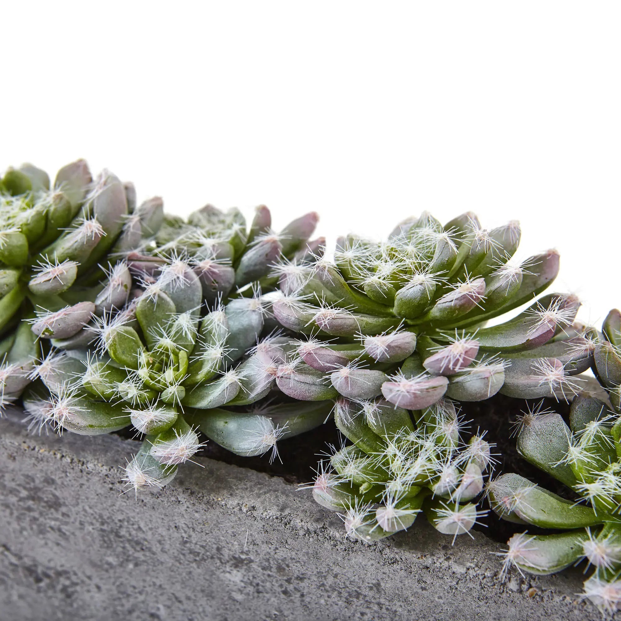 Lush Succulent Garden - TidyPlant