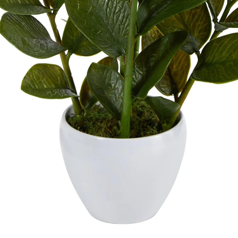 Lush ZZ Plant in Planter - TidyPlant