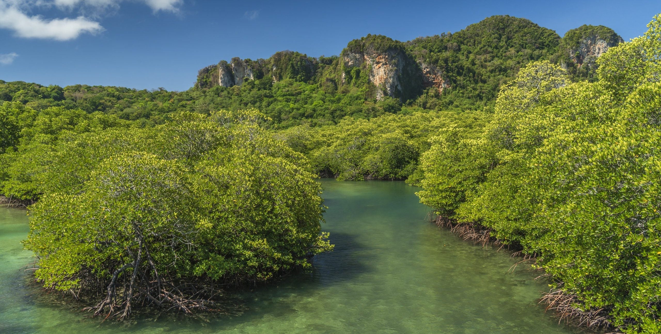 Mangrove forest with clear water and blue sky