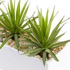 Mini Agave Garden - TidyPlant