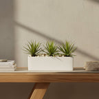 Mini Agave Garden - TidyPlant
