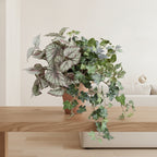 Mixed Botanical Arrangement - TidyPlant