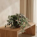 Mixed Greenery Arrangement - TidyPlant