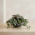 Mixed Greenery Bowl in Ceramic - TidyPlant