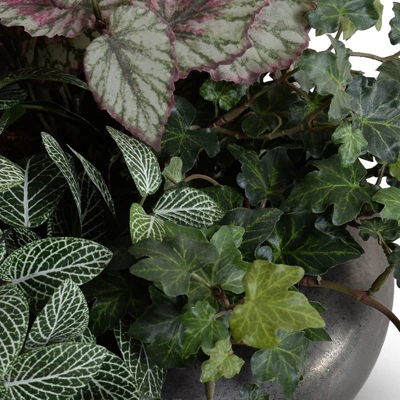 Mixed Greenery Bowl in Ceramic - TidyPlant