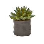 Mixed Succulent Trio - TidyPlant