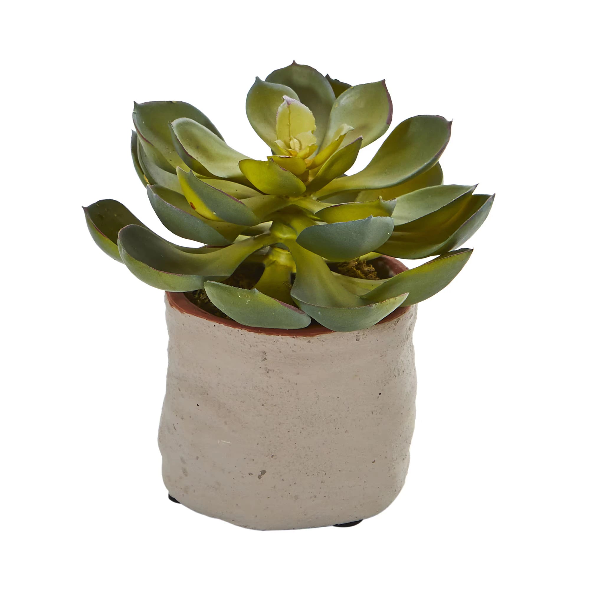 Mixed Succulents (set of 4)
