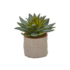Mixed Succulents (set of 4)