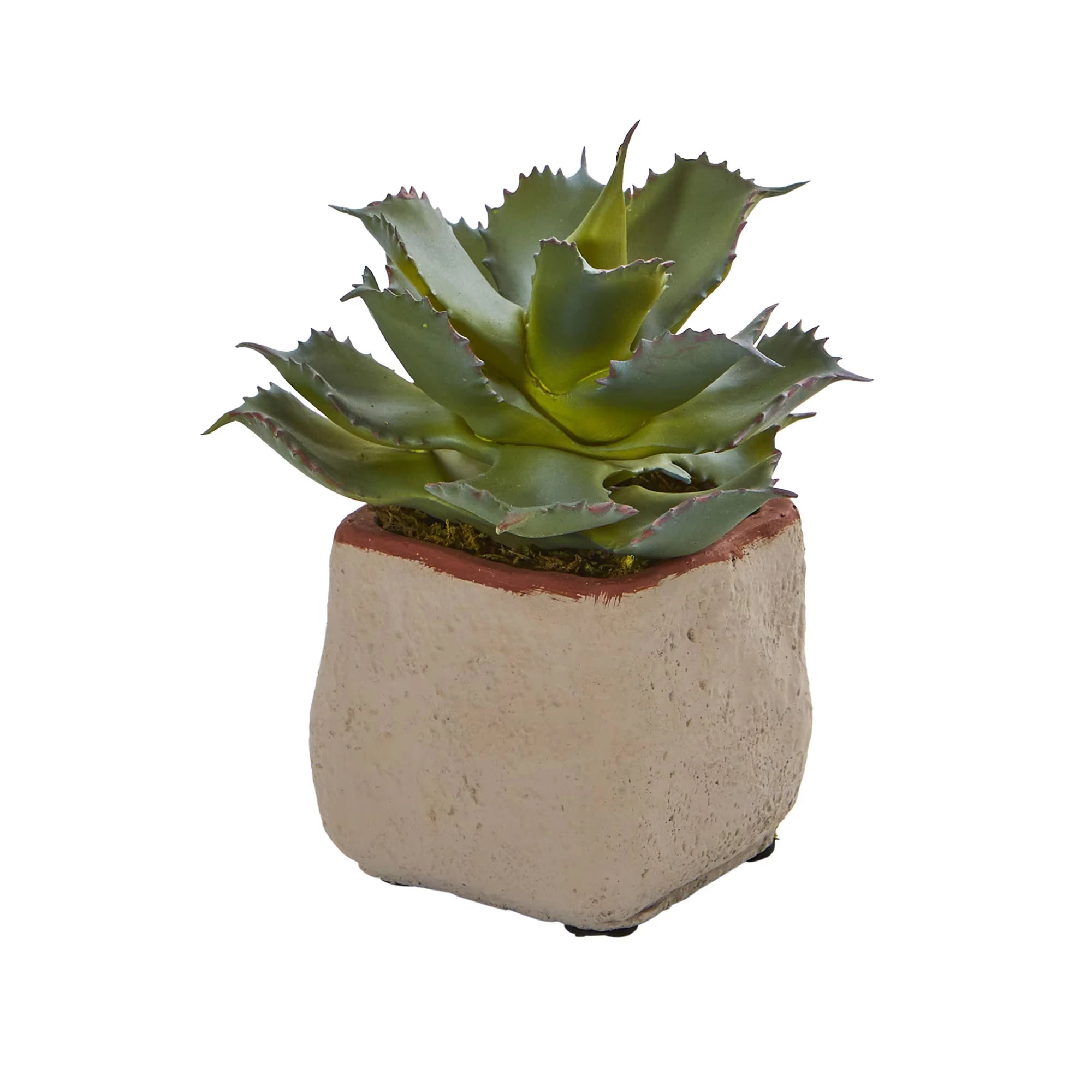 Mixed Succulents (set of 4)