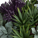 Mixed Succulents in Round Terracotta - TidyPlant