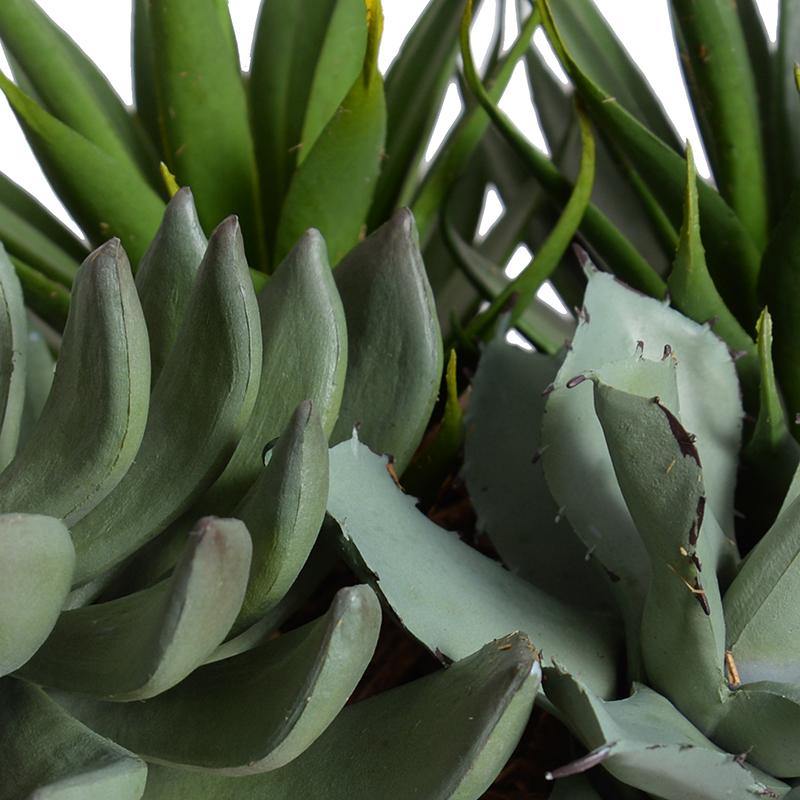 Mixed Succulents in Square Terracotta - TidyPlant