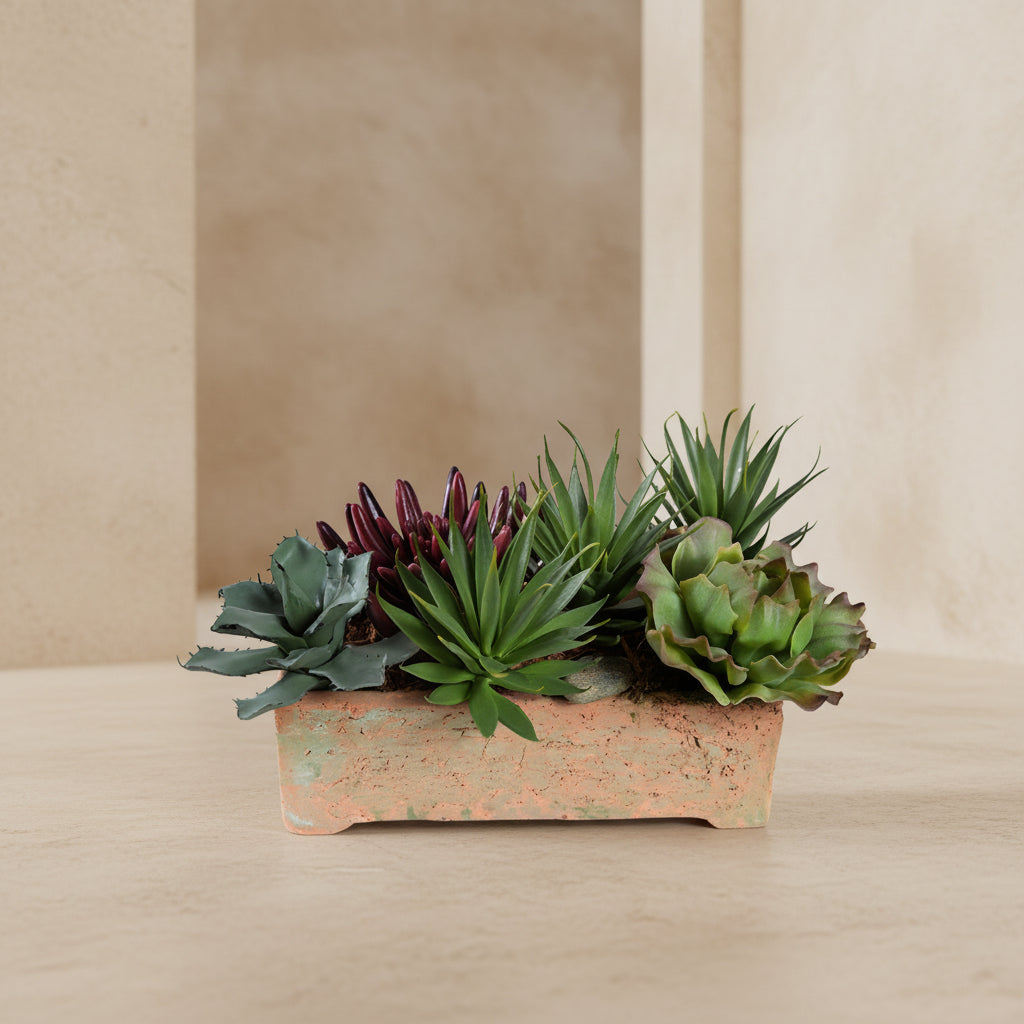Mixed Succulents in Terracotta - TidyPlant
