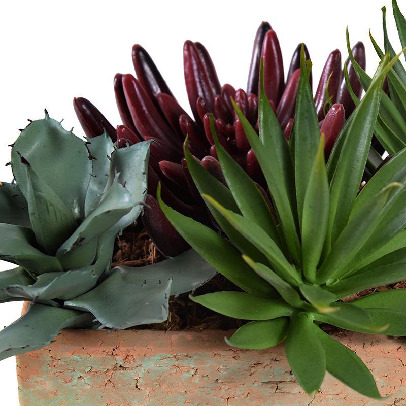 Mixed Succulents in Terracotta - TidyPlant