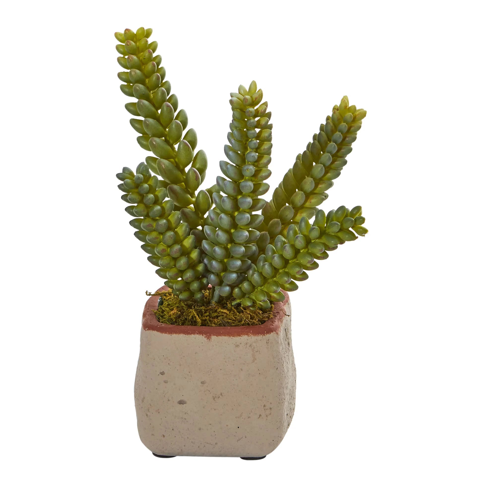 Mixed Succulents (set of 4) - TidyPlant