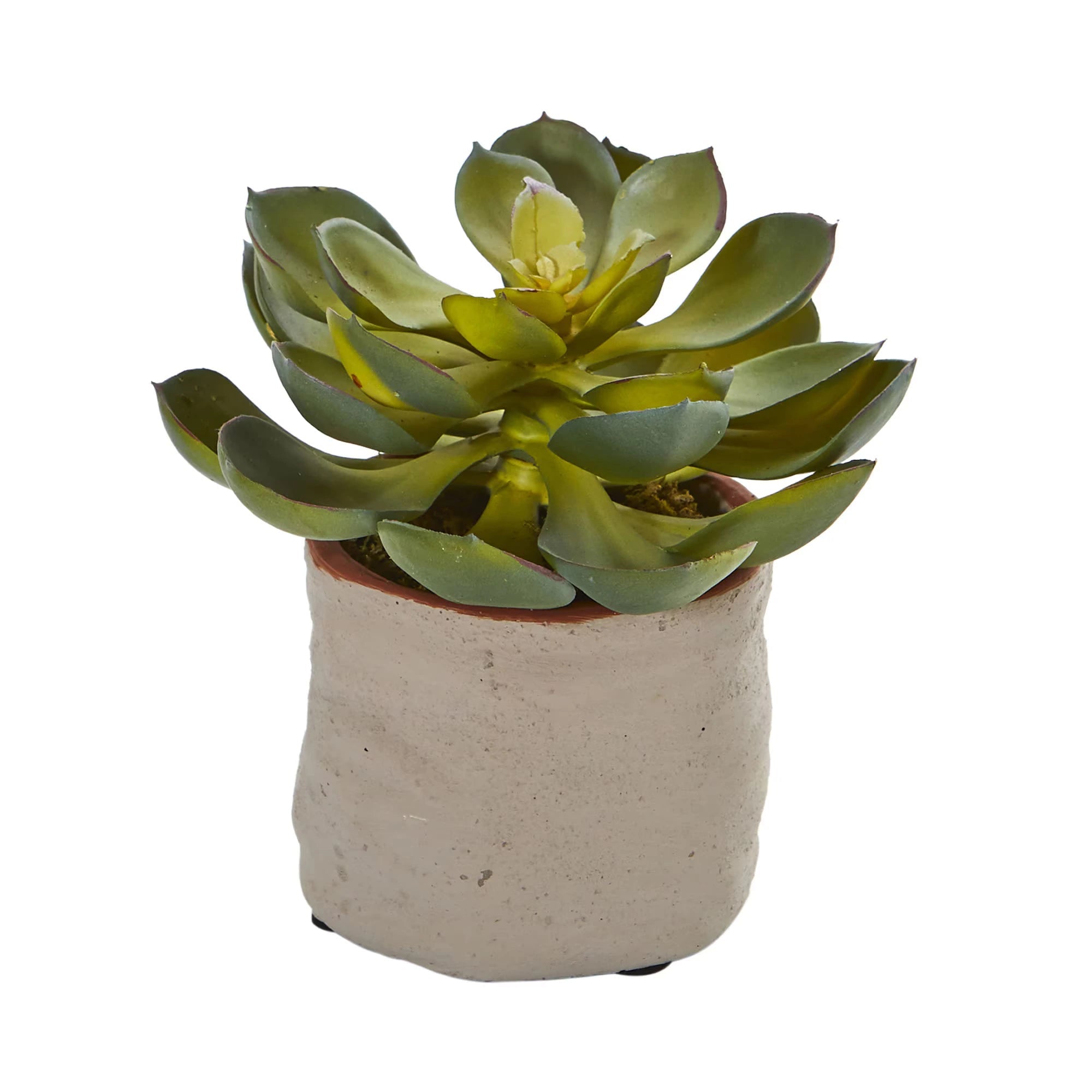 Mixed Succulents (set of 4) - TidyPlant