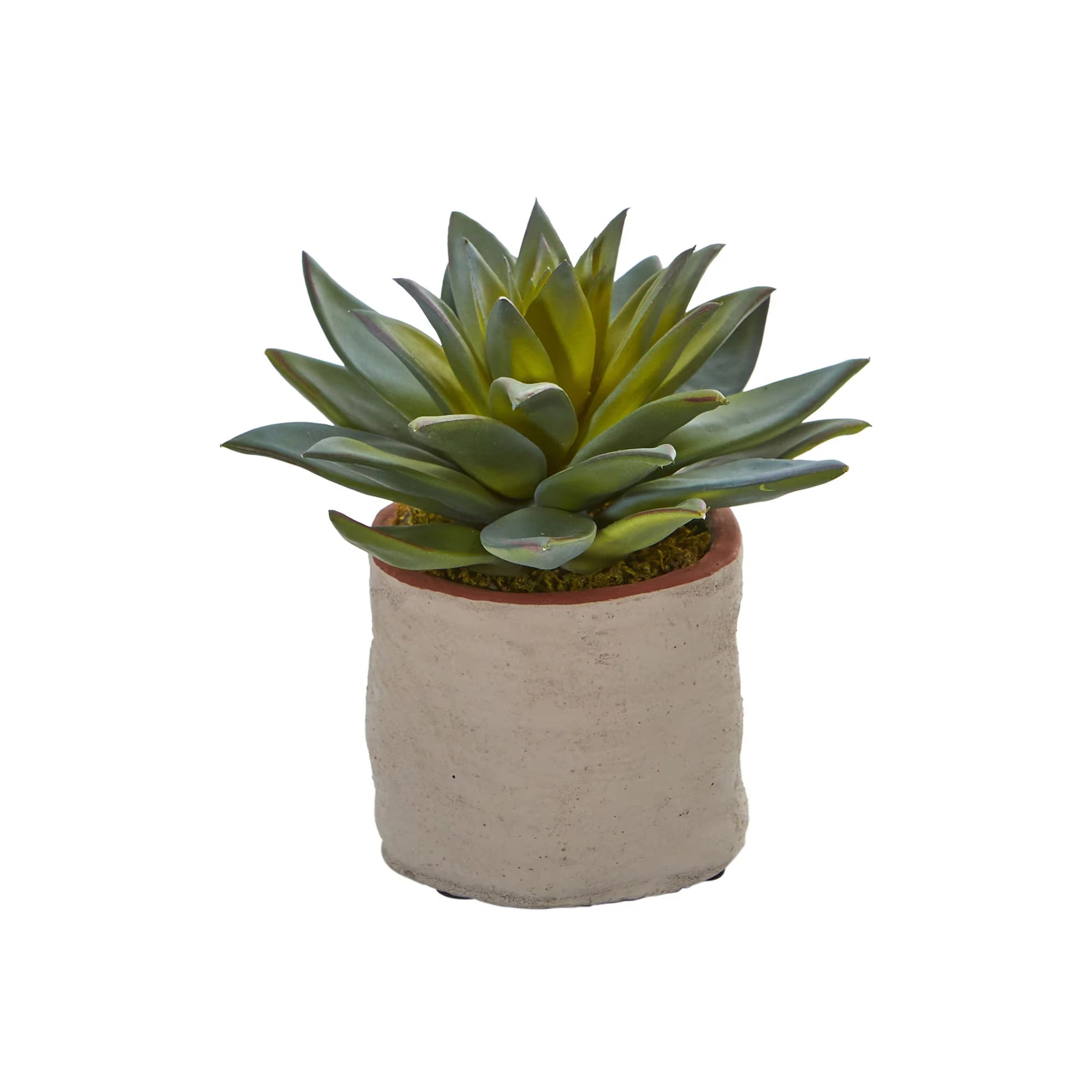 Mixed Succulents (set of 4) - TidyPlant