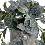 Mosaic Plant in Glazed Clay Jar - Fittonia - TidyPlant