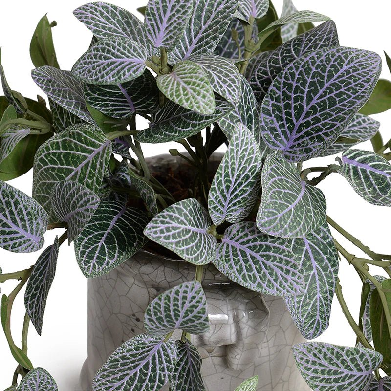 Mosaic Plant in Glazed Clay Jar - Fittonia - TidyPlant
