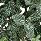Mosaic Plant in Glazed Clay Jar - Fittonia - TidyPlant