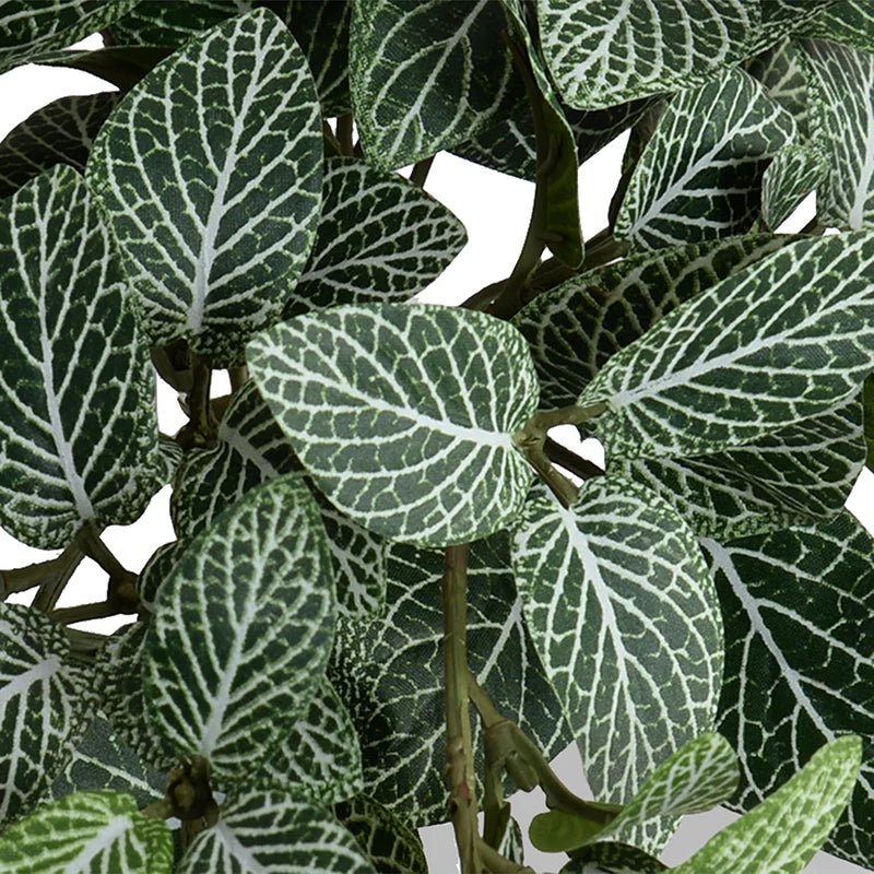 Mosaic Plant in Glazed Clay Jar - Fittonia - TidyPlant