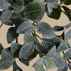 Mosaic Plant in Glazed Clay Jar - Fittonia - TidyPlant