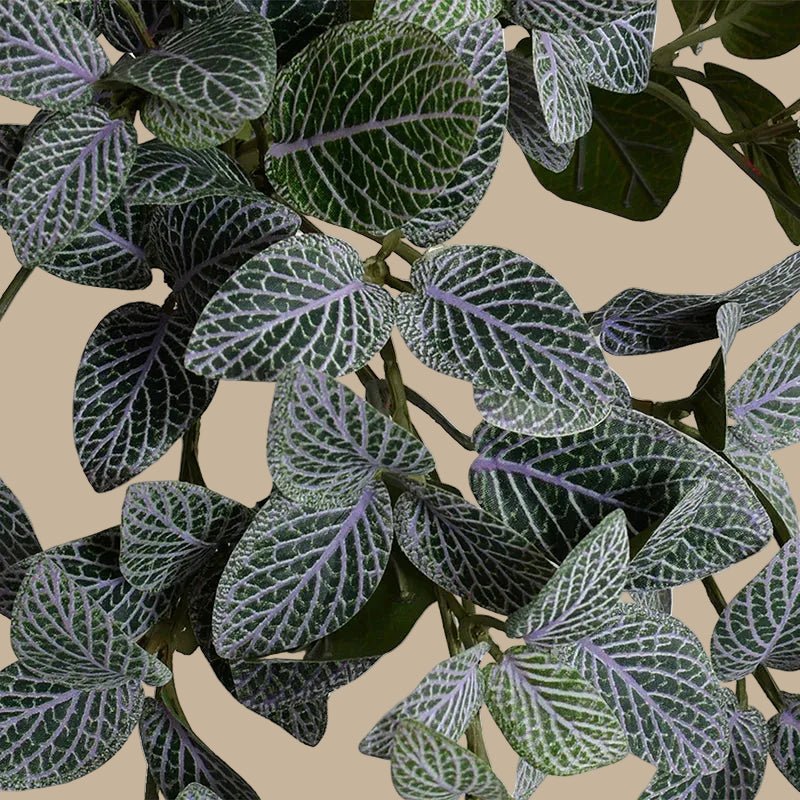 Mosaic Plant in Glazed Clay Jar - Fittonia - TidyPlant