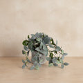 Mosaic Plant in Glazed Clay Jar - Fittonia - TidyPlant