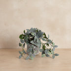 Mosaic Plant in Glazed Clay Jar - Fittonia - TidyPlant