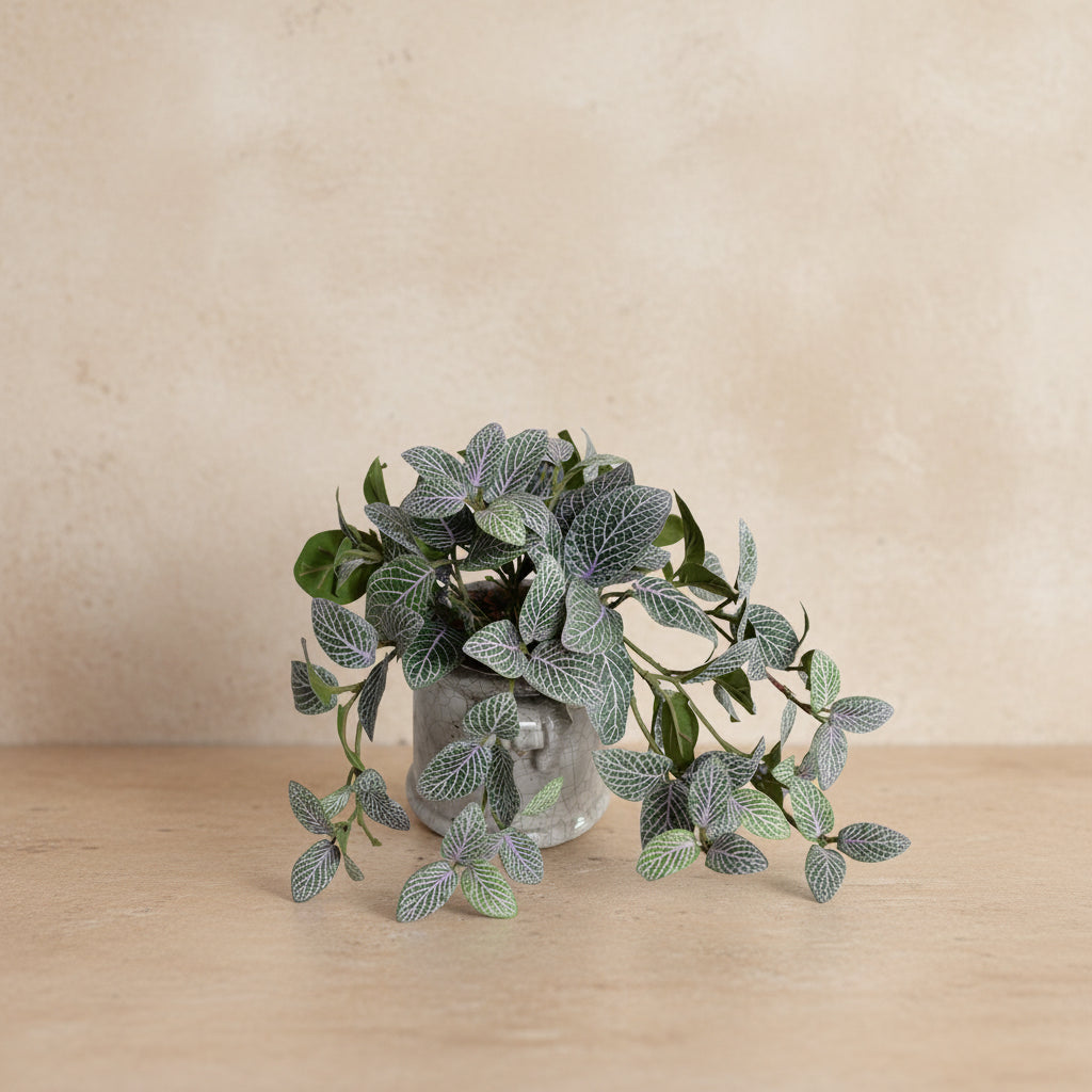 Mosaic Plant in Glazed Clay Jar - Fittonia - TidyPlant