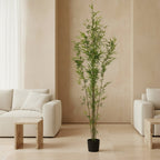 Natural Bamboo Tree - TidyPlant