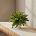Natural Boston Fern - TidyPlant