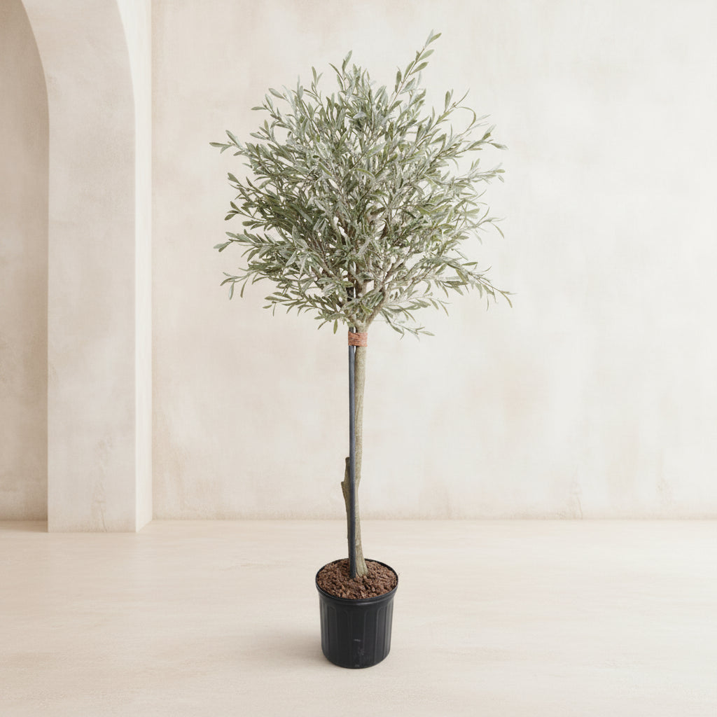 Olive Topiary Tree - TidyPlant