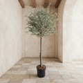Olive Topiary Tree - TidyPlant