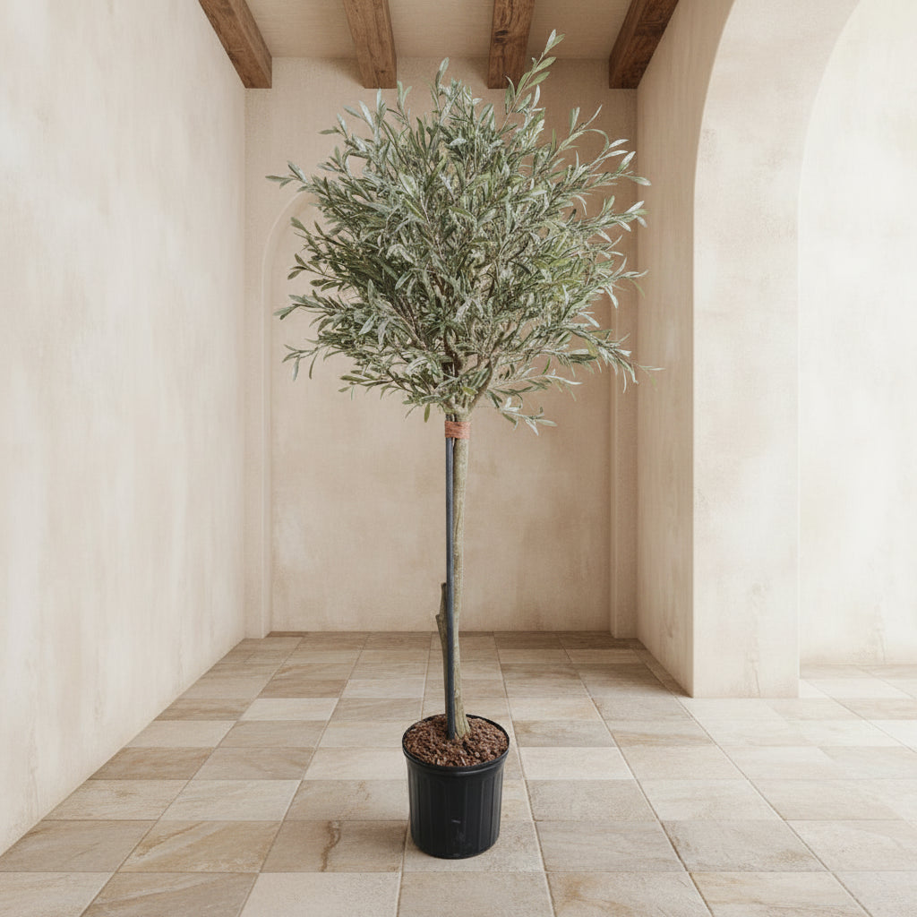 Olive Topiary Tree - TidyPlant