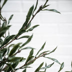 Olive Topiary Tree - TidyPlant