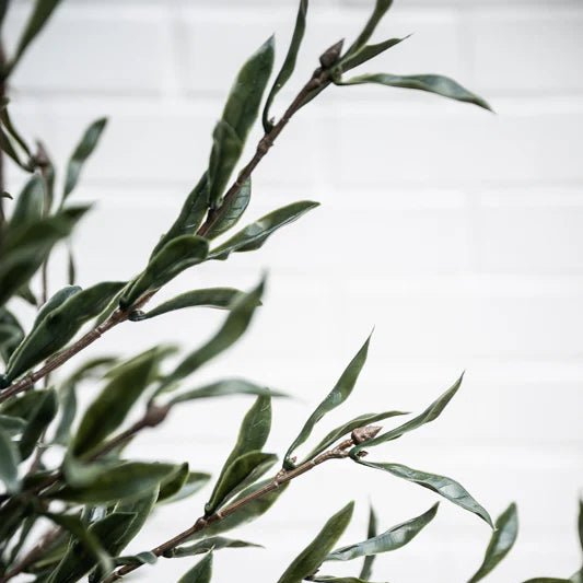 Olive Topiary Tree - TidyPlant