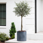Olive Topiary Tree - TidyPlant