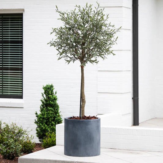 Olive Topiary Tree - TidyPlant