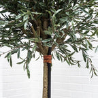 Olive Topiary Tree - TidyPlant