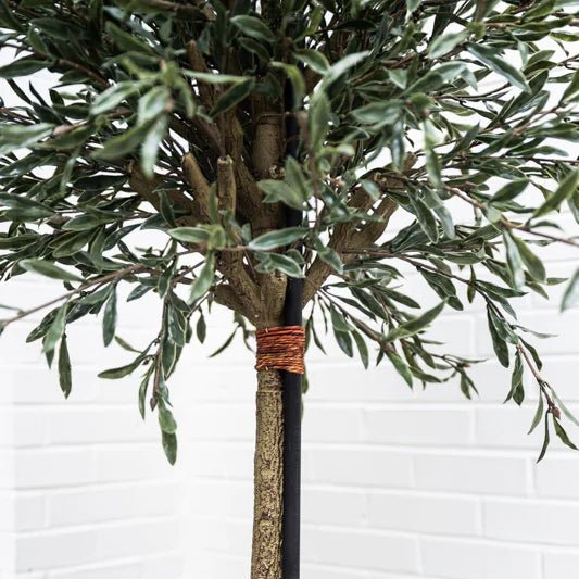Olive Topiary Tree - TidyPlant