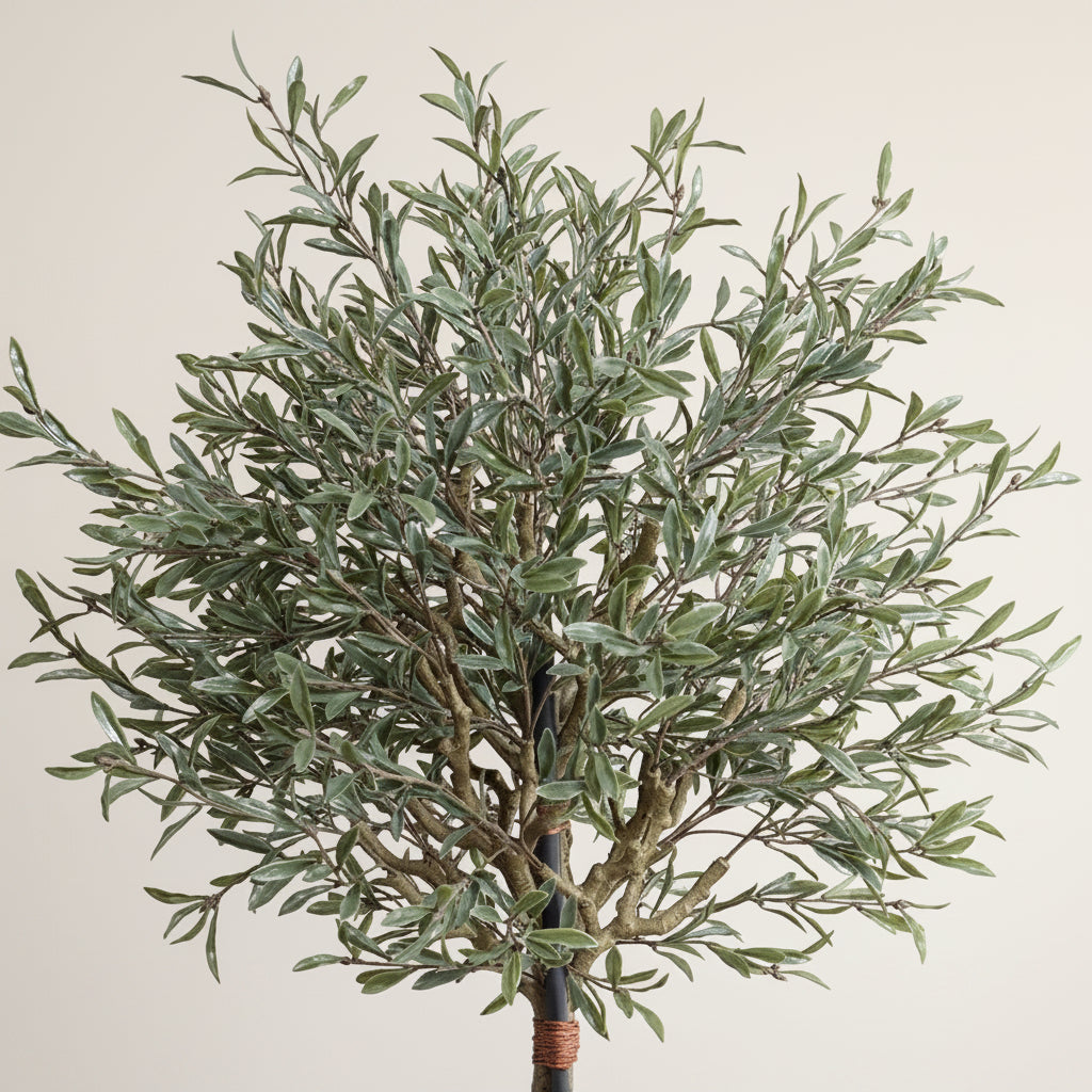 Olive Topiary Tree - TidyPlant