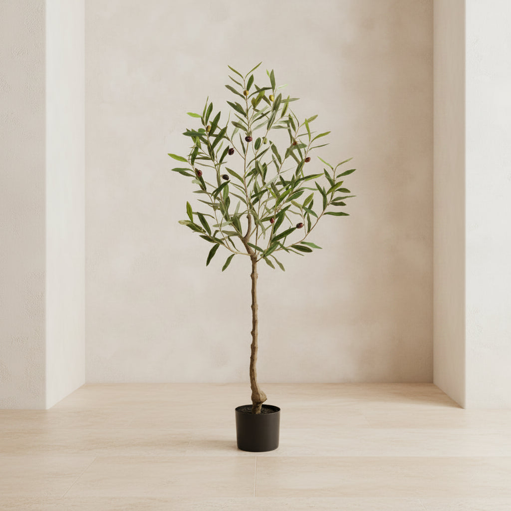 Olive Tree - TidyPlant