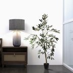 Olive Tree - TidyPlant