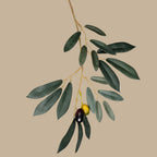 Olive Tree - TidyPlant