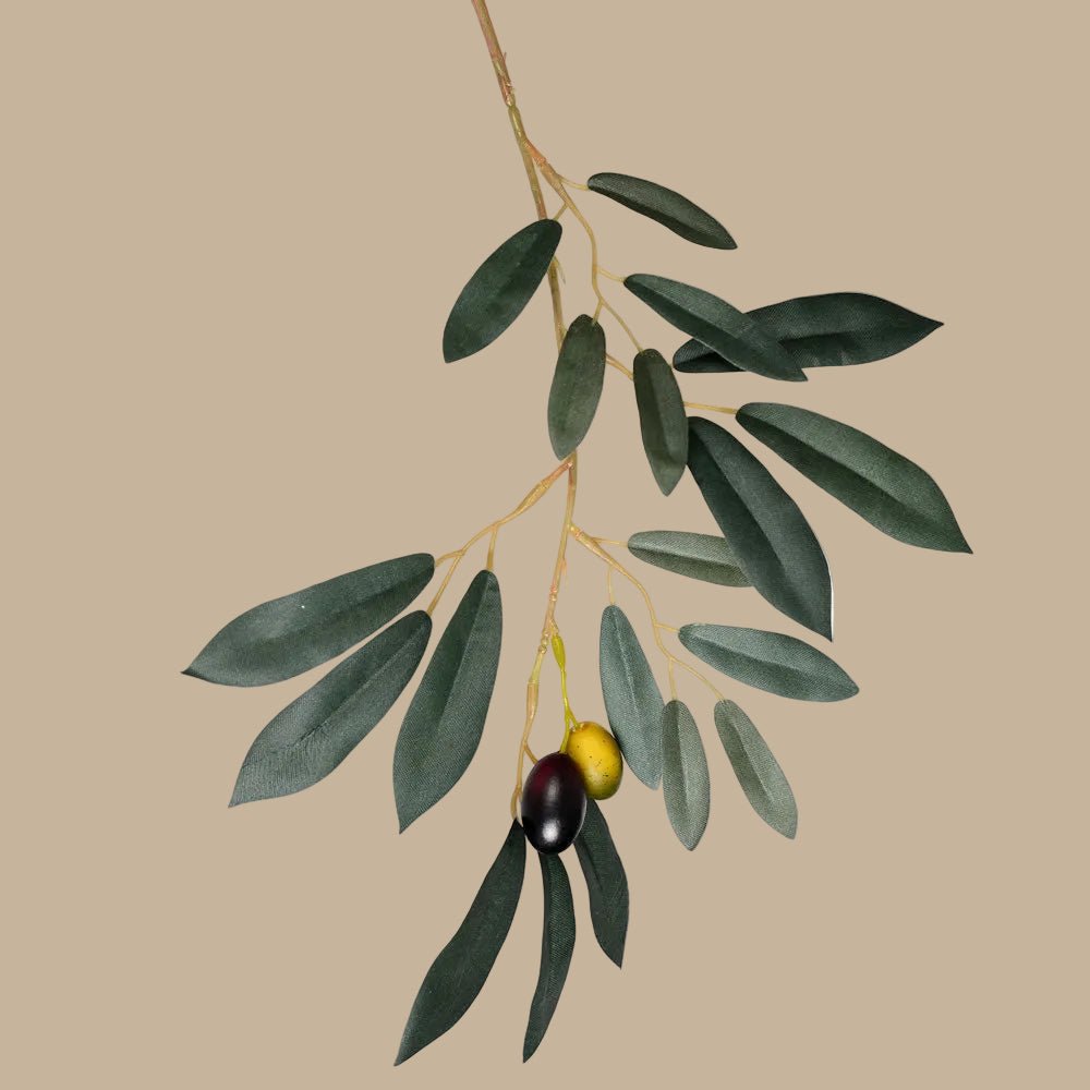 Olive Tree - TidyPlant